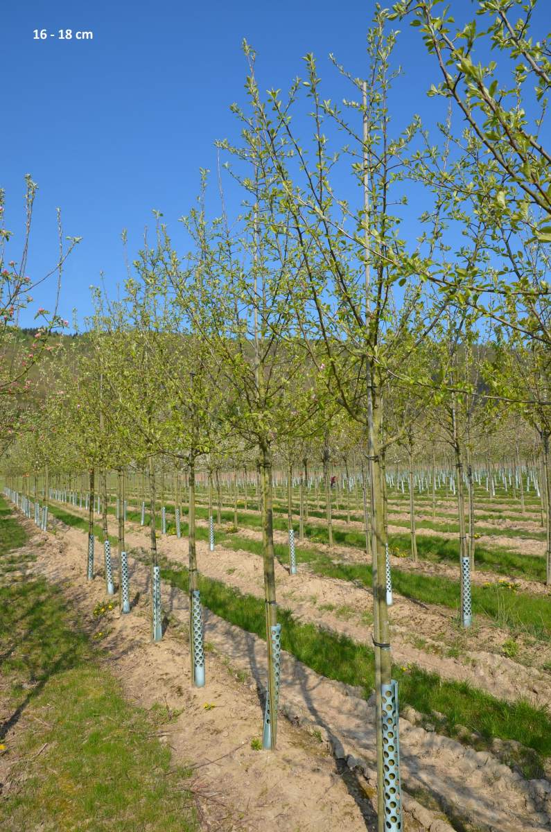 Apfel: Golden Delicious