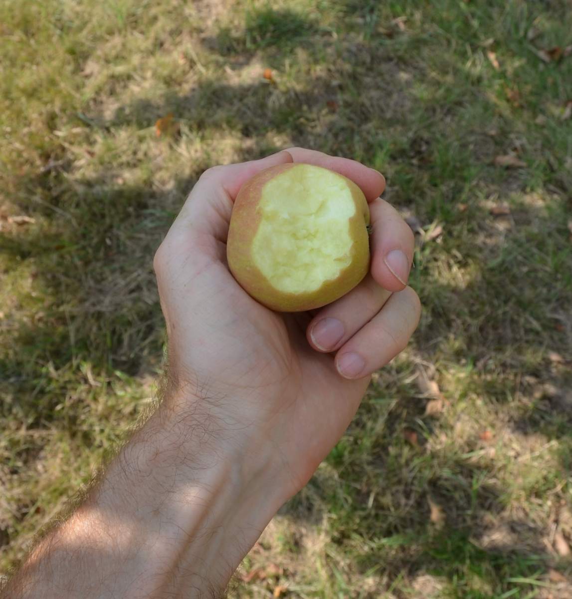 Apfel: Golden Delicious