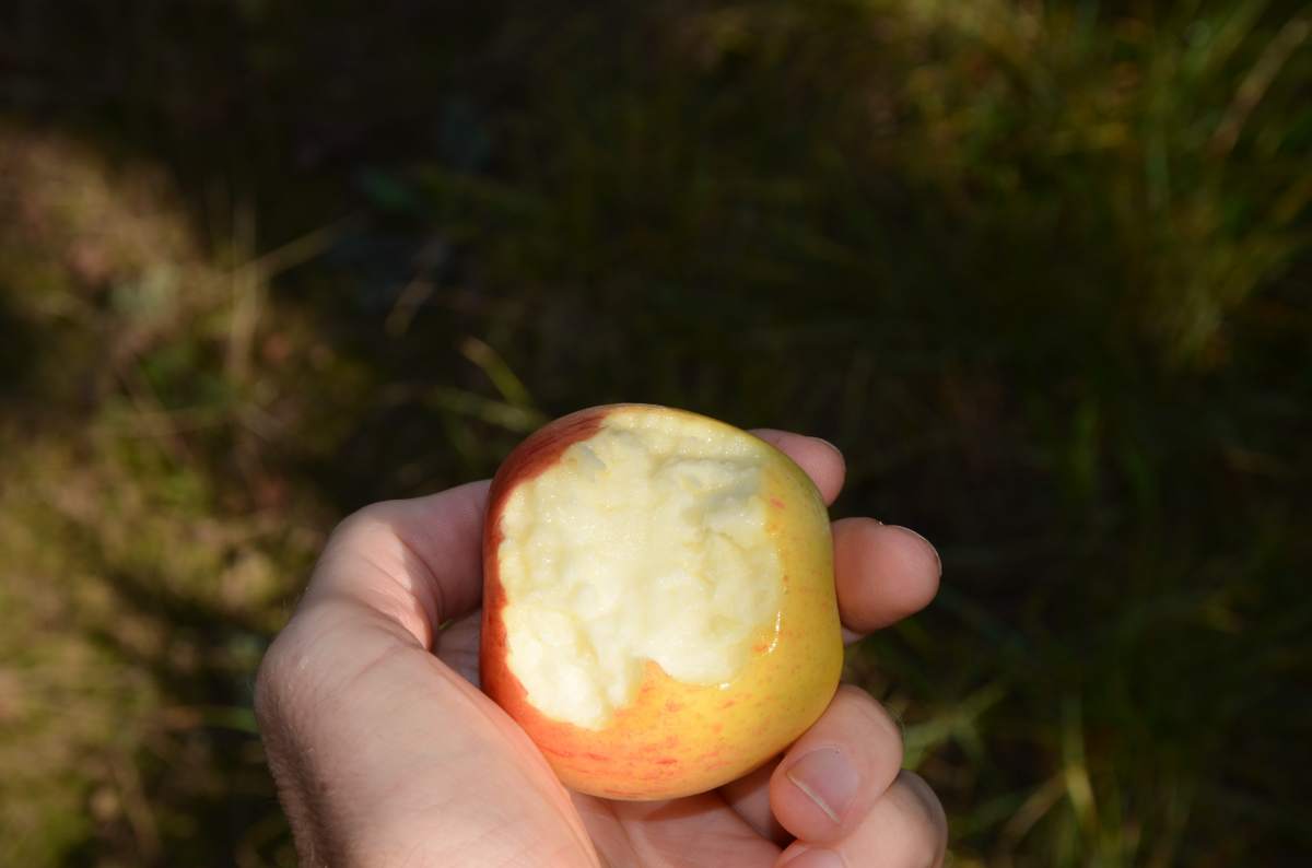 Apfel: Goldparmäne