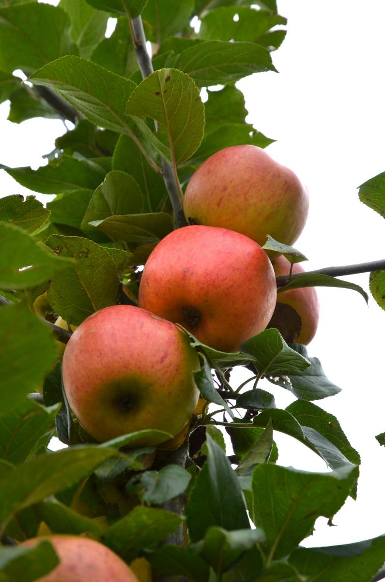 Apfel: Goldparmäne