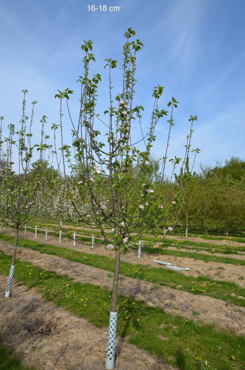 Apfel: Goldparmäne