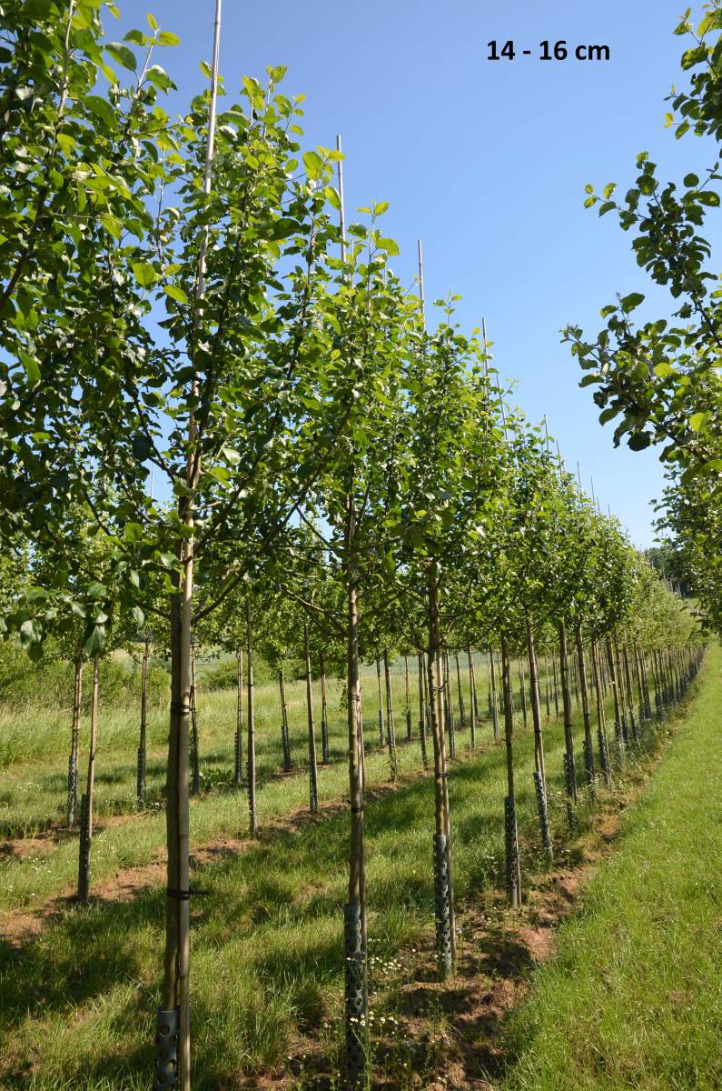 Apfel Roter Gravensteiner