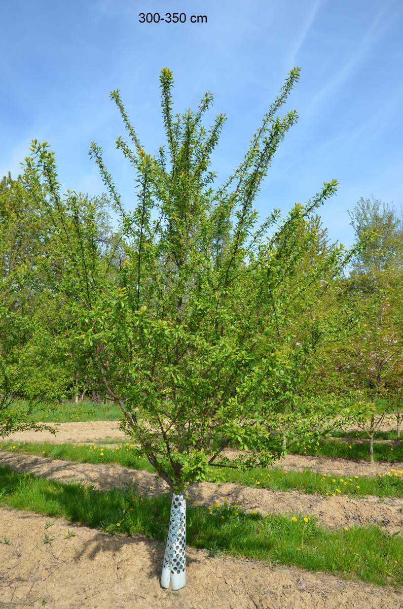 Große Grüne Reneklode kaufen Halbstamm