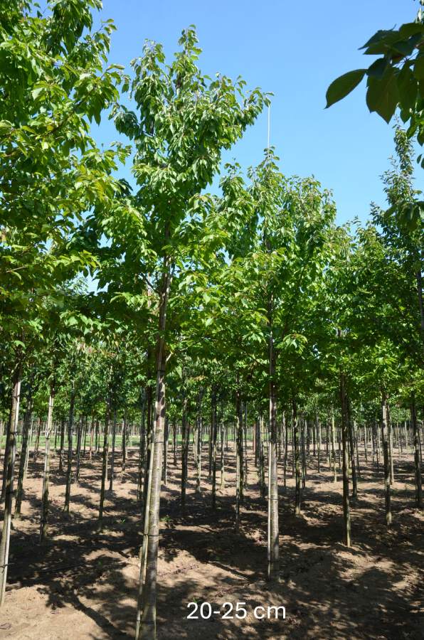 Süßkirsche: Große Prinzessinkirsche