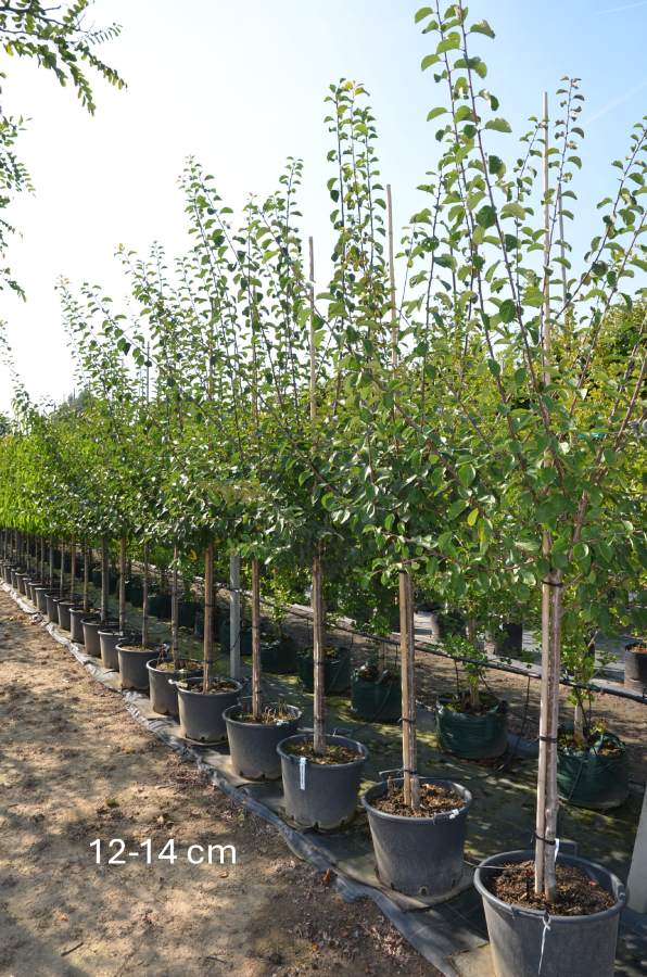 Zwetschge: Hauszwetschge