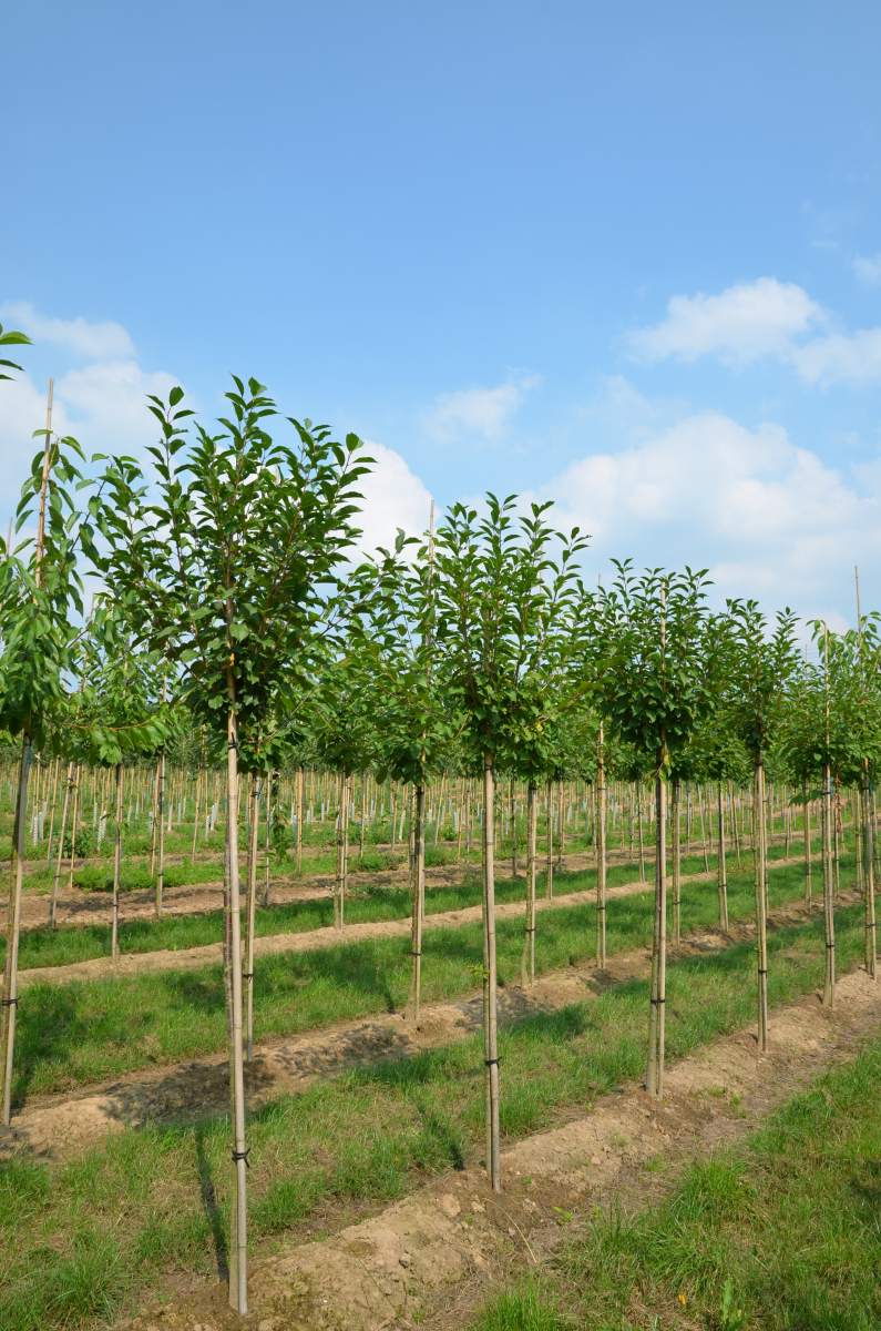 Sauerkirsche: Heimanns Rubinweichsel