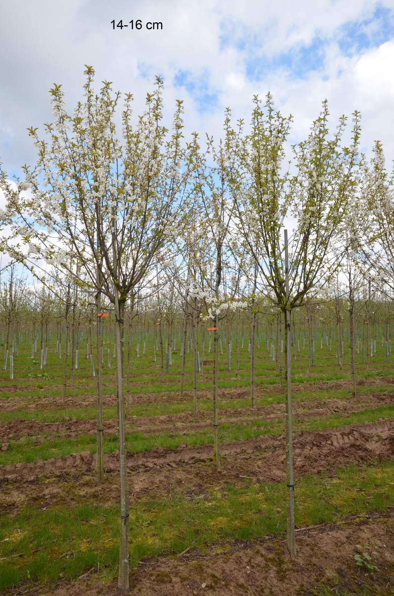 Sauerkirsche: Heimanns Rubinweichsel