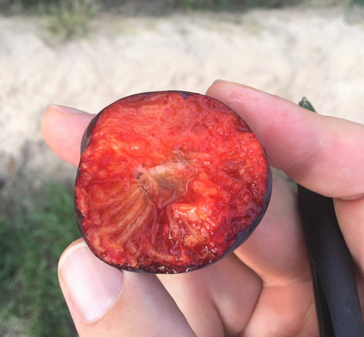 Mirabelle: Rote Säulenmirabelle