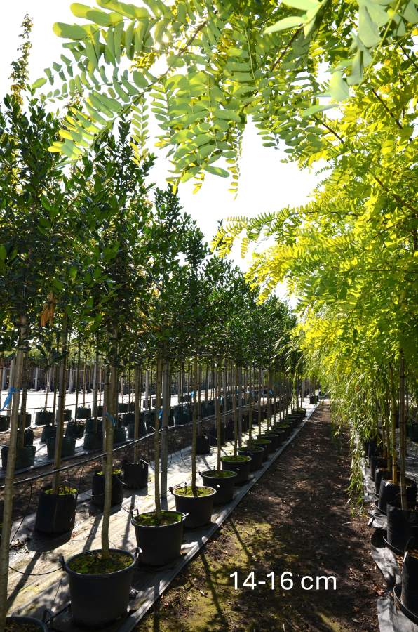 Preview: Stechpalme: Nellie R. Stevens