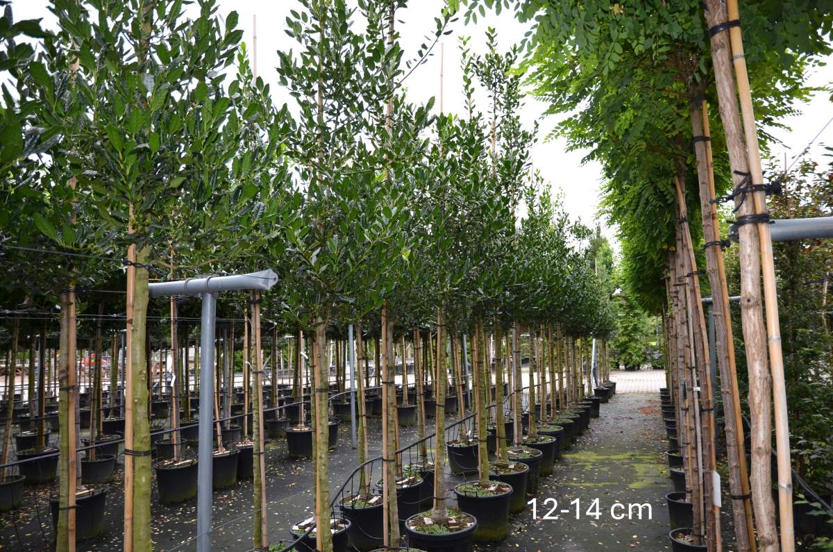 Preview: Stechpalme: Nellie R. Stevens