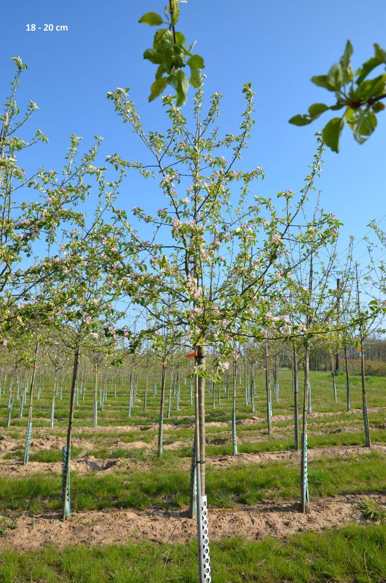 als Baum Apfelbaum Jonagold großen