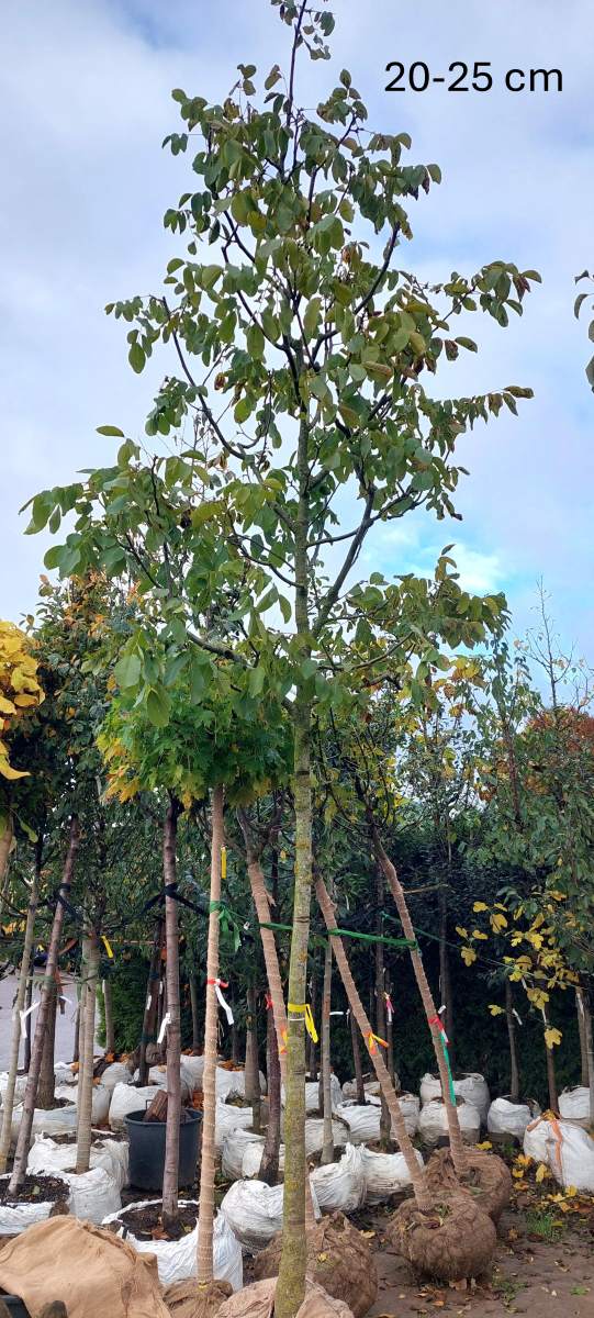 Walnuss: Veredelte Walnuss