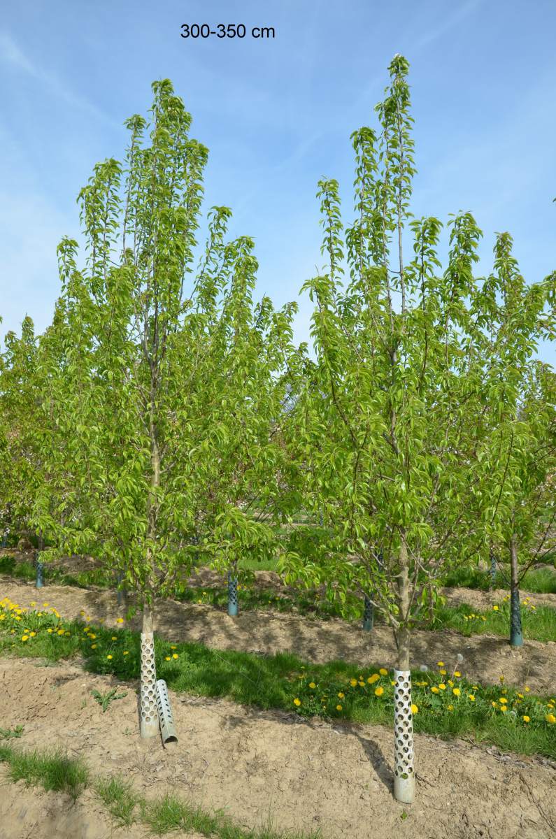 pflanzen ausgewachsenen Charneux Baum als Birne Köstliche aus