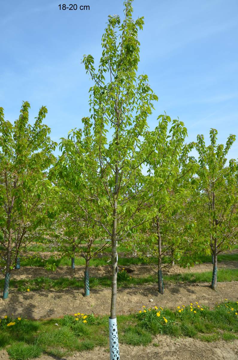aus als pflanzen ausgewachsenen Birne Charneux Köstliche Baum