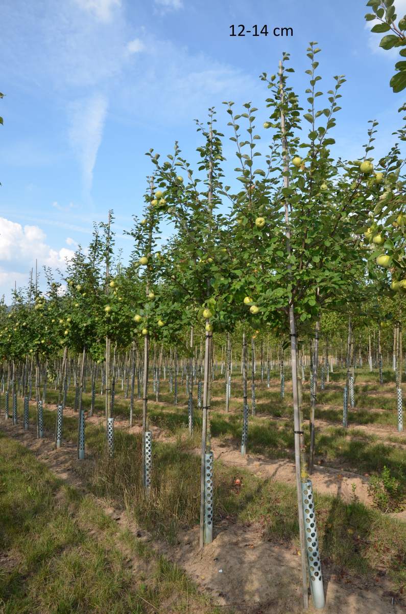 Konstantinopler Apfelquitte großer Baum kaufen