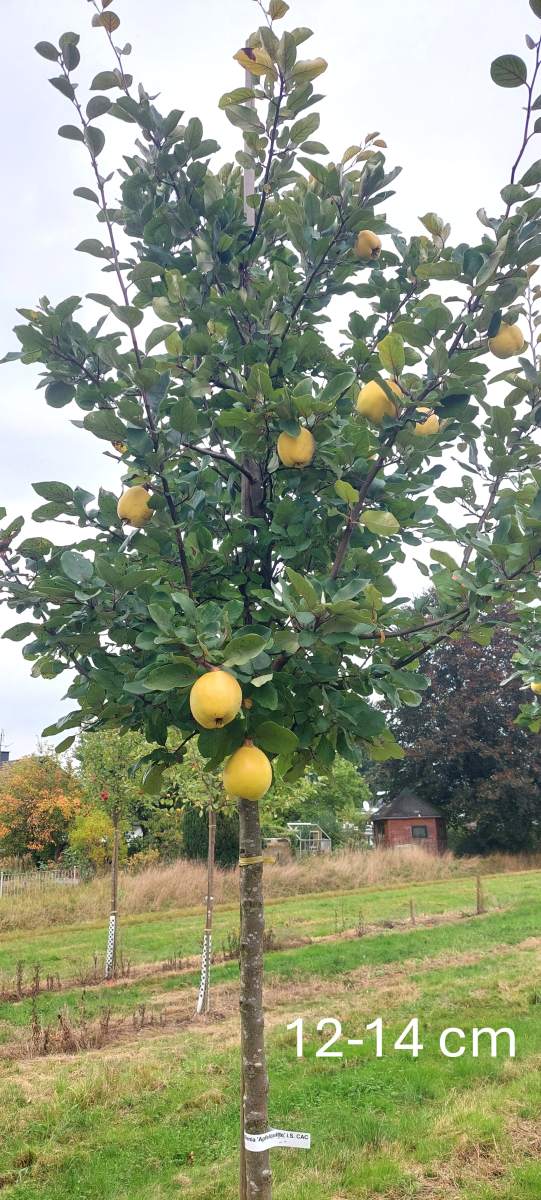 Quitte: Konstantinopeler Apfelquitte