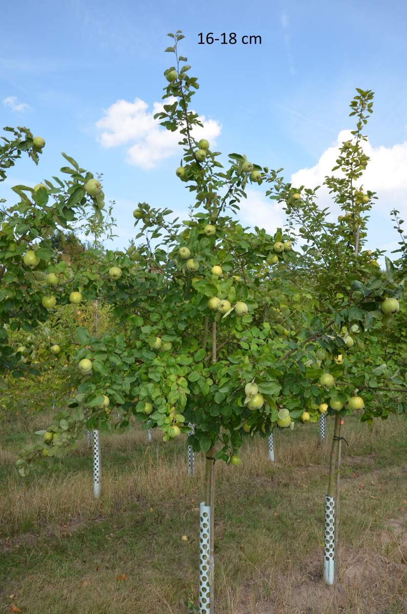 Konstantinopler Apfelquitte großer Baum kaufen