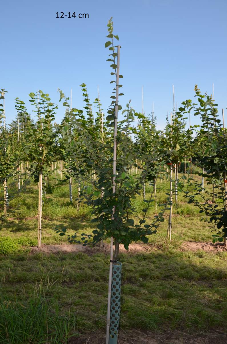 Konstantinopler Apfelquitte großer Baum kaufen