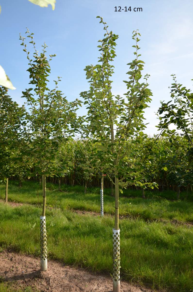 Apfelquitte großer Baum Konstantinopler kaufen