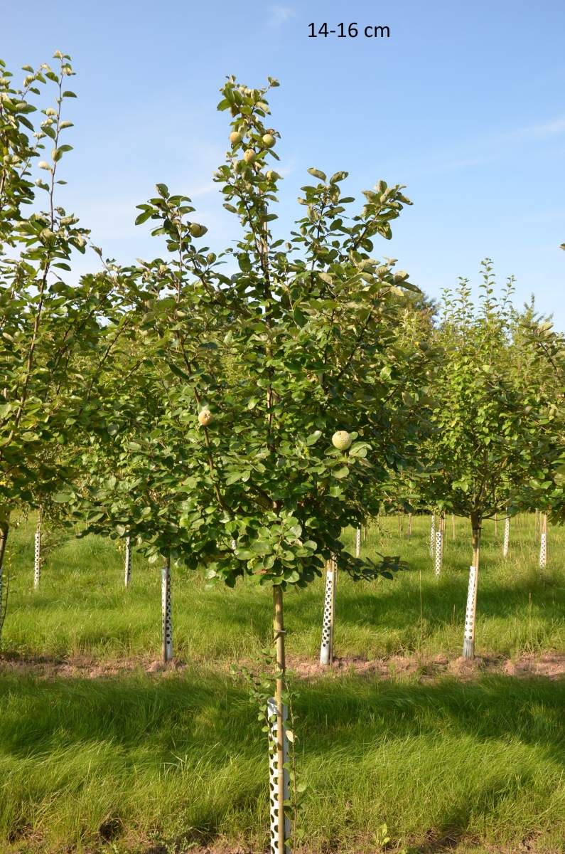 Konstantinopler Apfelquitte großer Baum kaufen