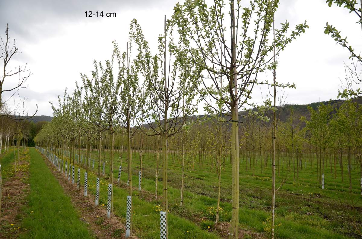 kaufen Apfelquitte Konstantinopler großer Baum