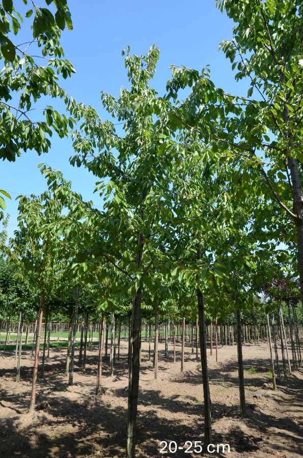 Süßkirsche: Kordia