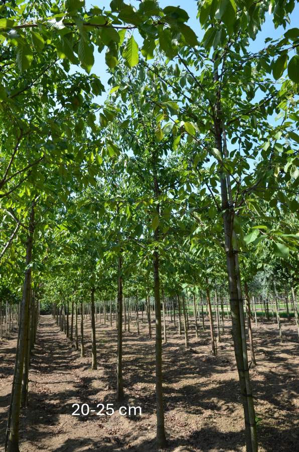 Preview: Süßkirsche: Kordia