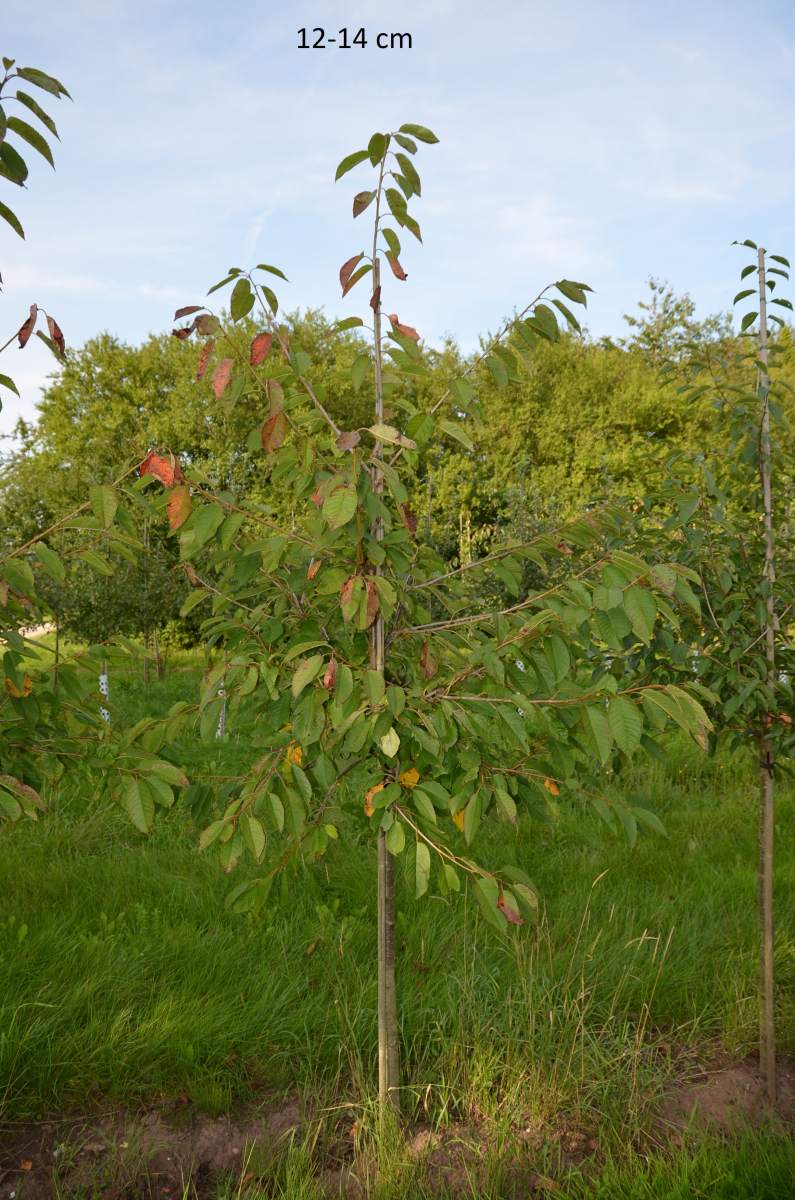 großfruchtige Süßkirsche Kordia kaufen, Hochstamm, großen Kirschbaum