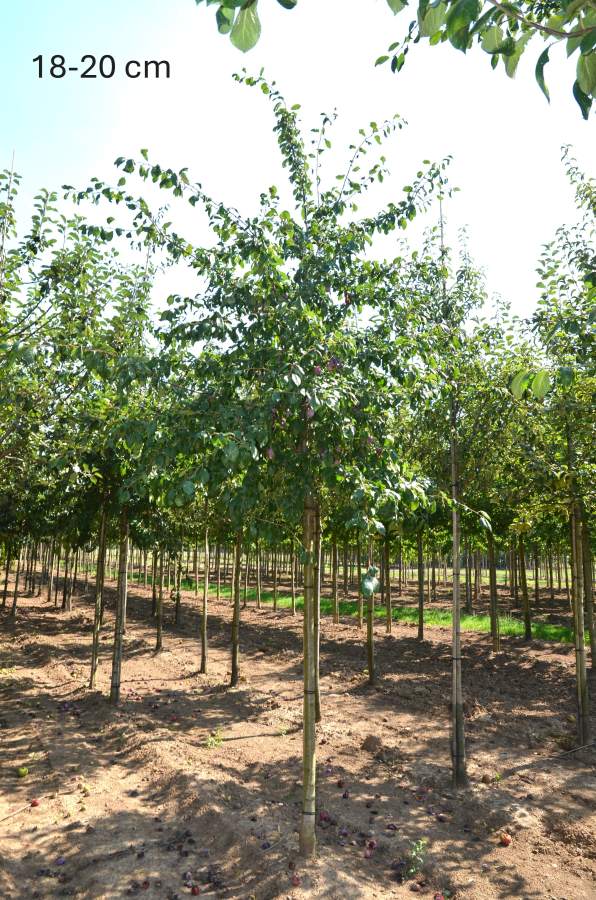 Pflaume: Königin Viktoria