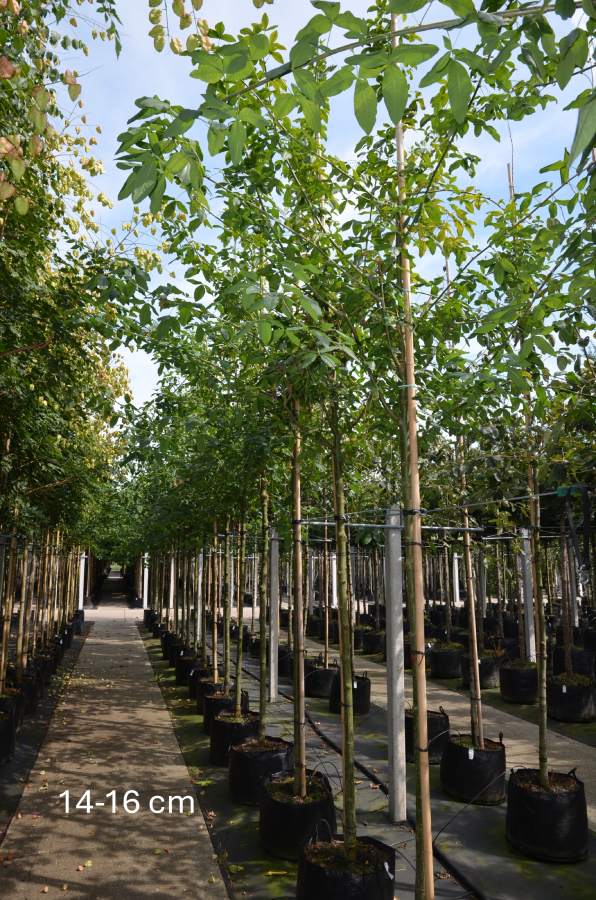 Goldregen: Veredelter Goldregen