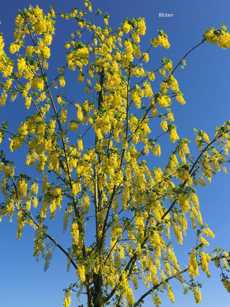 Goldregen: Veredelter Goldregen