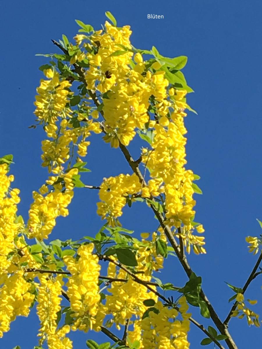 Goldregen: Veredelter Goldregen