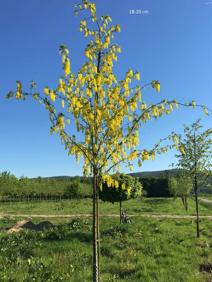 Goldregen: Veredelter Goldregen