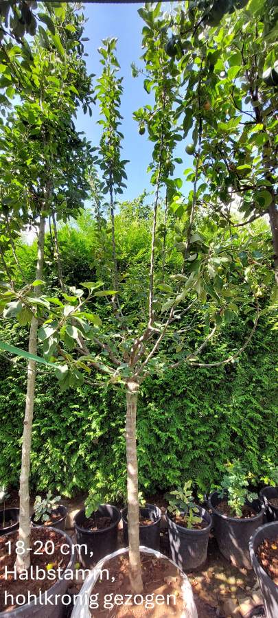 Apfel Laxton´s Superb