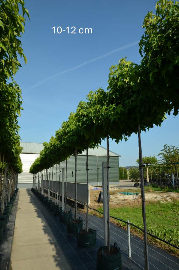 Amberbaum: Kugel-Amberbaum