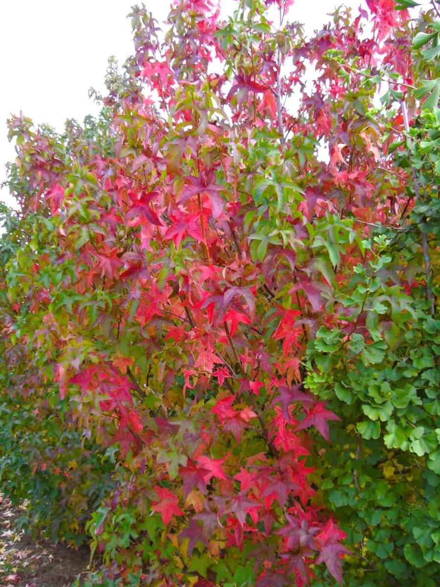 Amberbaum Lane Roberts