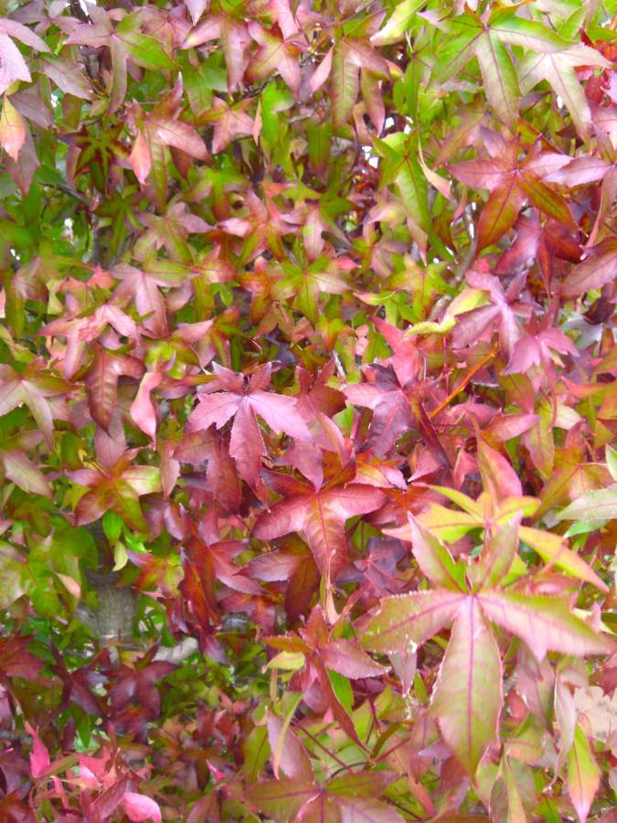 Amberbaum Palo Alto