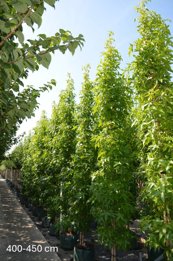 Amberbaum: Säulen-Amberbaum Slender Silhouette