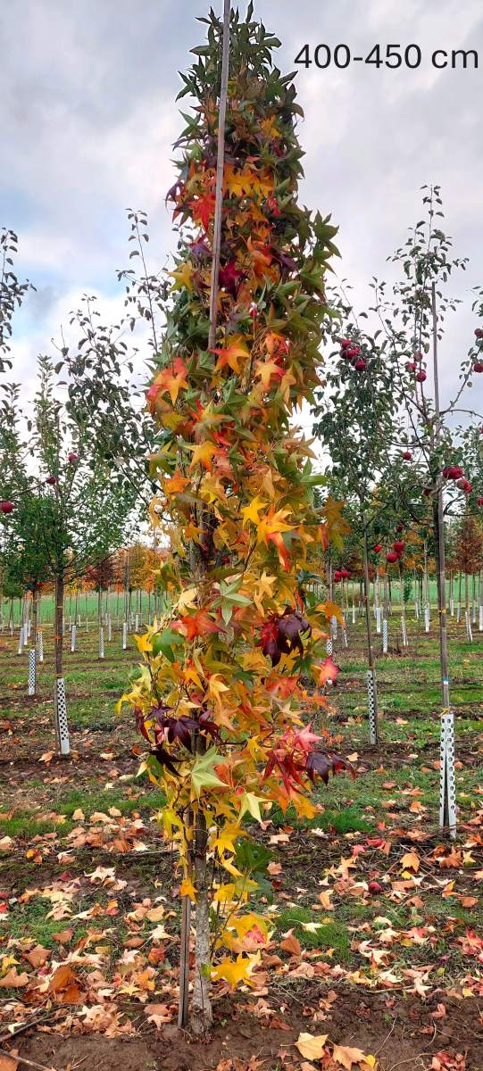 Amberbaum: Säulen-Amberbaum Slender Silhouette