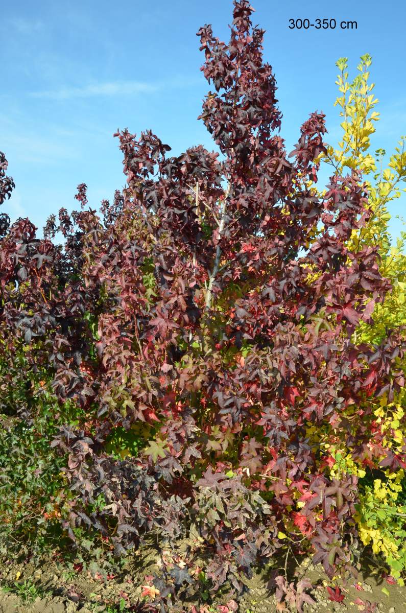 Amberbaum Lane Roberts