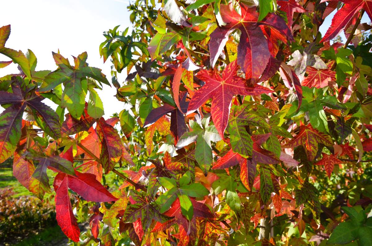 Amberbaum Lane Roberts