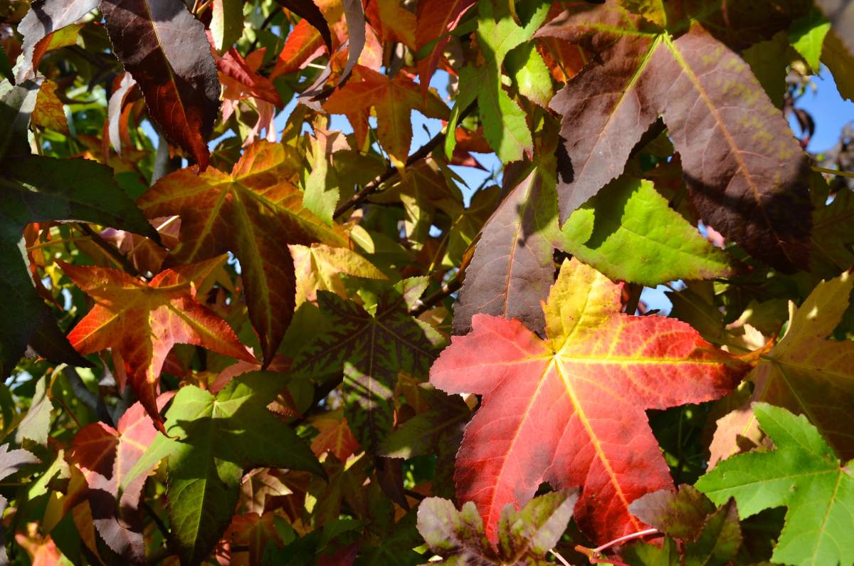 Amberbaum Lane Roberts