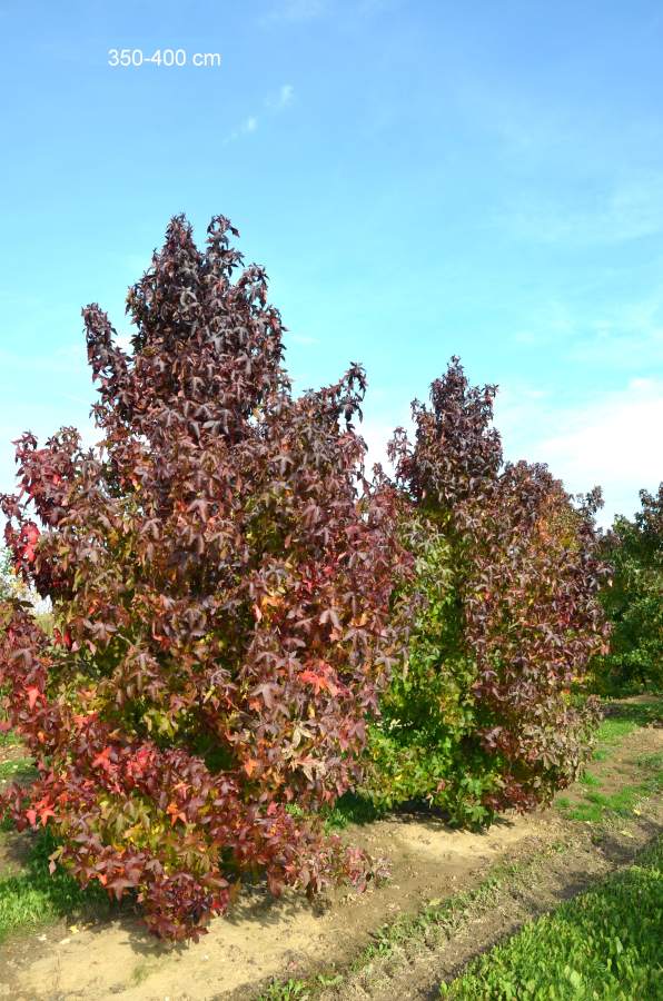 Preview: Amberbaum Palo Alto