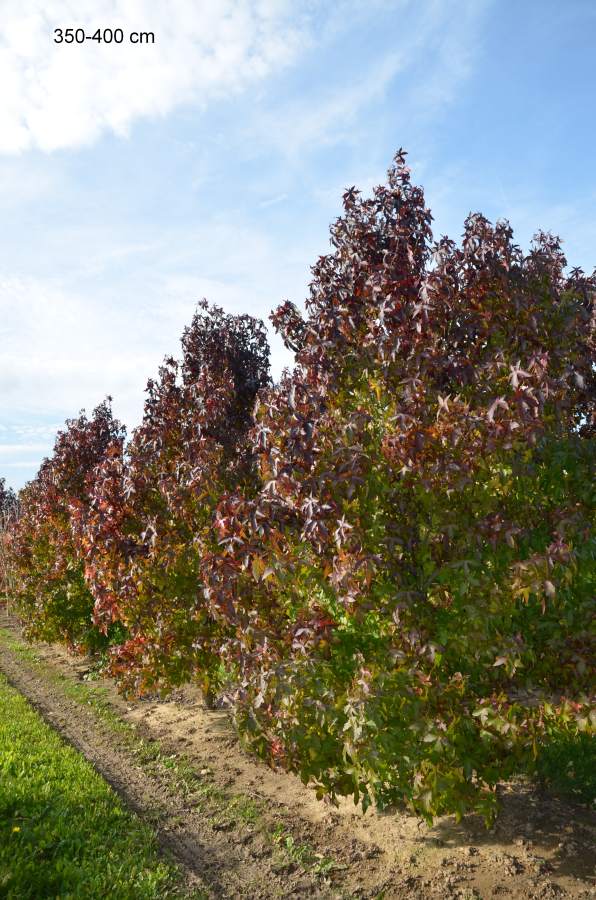 Preview: Amberbaum Palo Alto