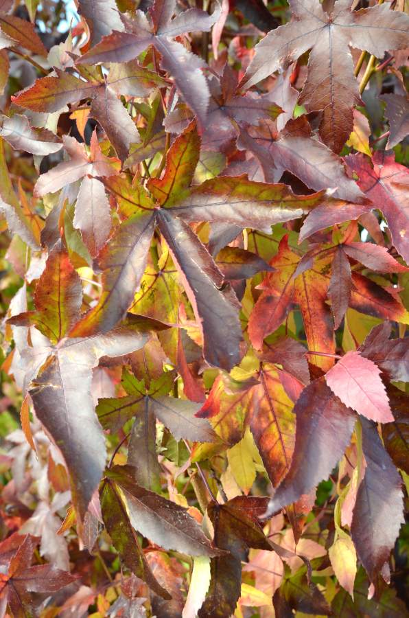 Preview: Amberbaum Palo Alto