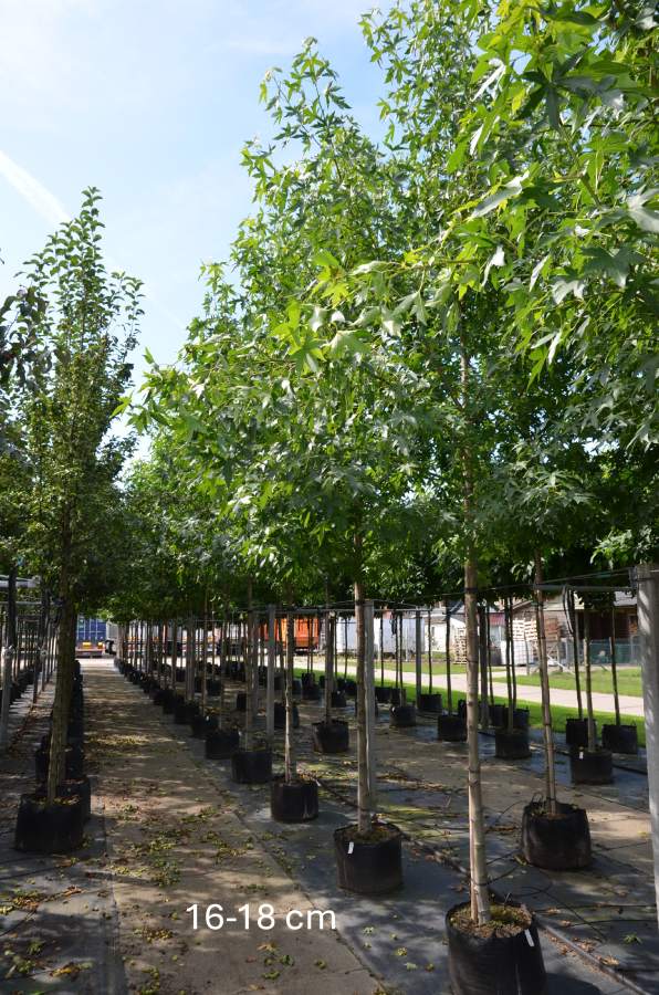 Amberbaum: Worplesdon