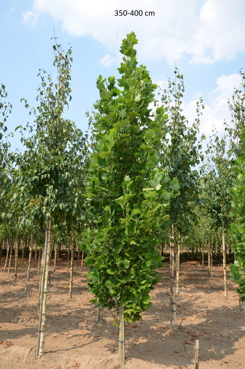 Säulen-Tulpenbaum
