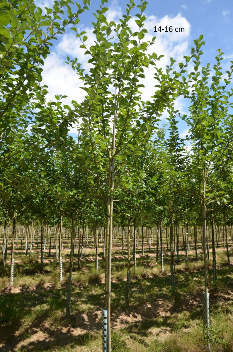 Preview: Apfel: Luxemburger Renette