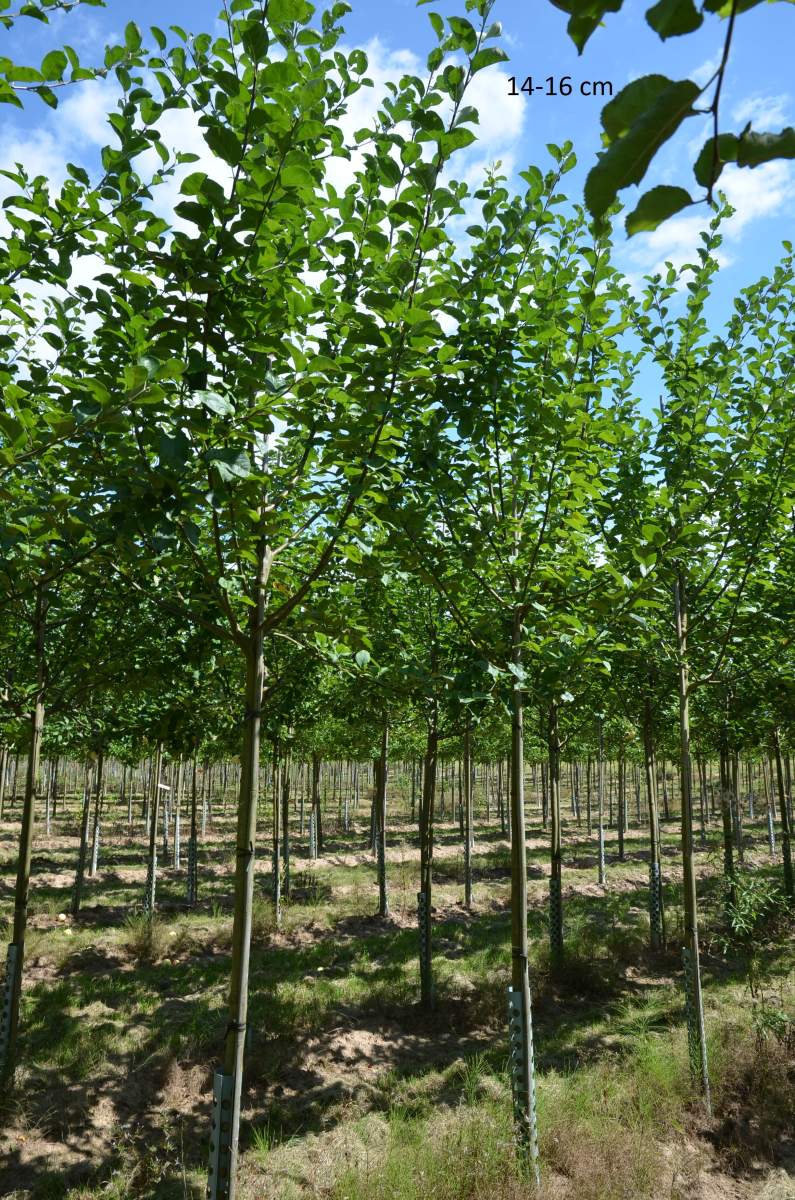 Preview: Apfel: Luxemburger Renette