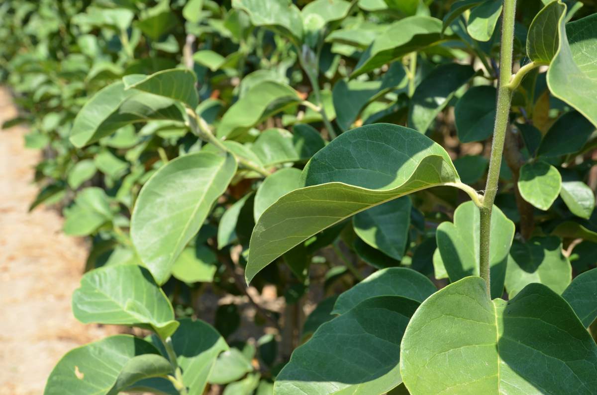 Magnolie: Purpur-Magnolie Black Tulip